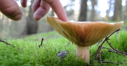 Watch and share our video  - Collecting Mushrooms in i Sibbalt, Autumn 2020
